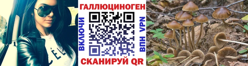 Галлюциногенные грибы Psilocybine cubensis  Порхов 